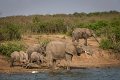 39 Oeganda, Queen Elizabeth NP, olifanten